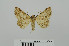  (Heteropalpia wiltshirei - RMNH.5010017)  @13 [ ] CreativeCommons - Attribution Non-Commercial Share-Alike (2014) Unspecified Naturalis, Biodiversity Centre