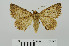  (Heteropalpia profesta - RMNH.5010030)  @13 [ ] CreativeCommons - Attribution Non-Commercial Share-Alike (2014) Unspecified Naturalis, Biodiversity Centre