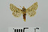  (Metalopha - RMNH.5010032)  @13 [ ] CreativeCommons - Attribution Non-Commercial Share-Alike (2014) Unspecified Naturalis, Biodiversity Centre