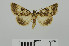  (Drasteriodes - RMNH.5010038)  @11 [ ] CreativeCommons - Attribution Non-Commercial Share-Alike (2014) Unspecified Naturalis, Biodiversity Centre