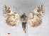  (Cleonymia - RMNH.5010043)  @14 [ ] CreativeCommons - Attribution Non-Commercial Share-Alike (2014) Unspecified Naturalis, Biodiversity Centre