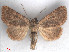  (Metopoceras - RMNH.5010045)  @15 [ ] CreativeCommons - Attribution Non-Commercial Share-Alike (2014) Unspecified Naturalis, Biodiversity Centre