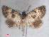  (Iranada - RMNH.5010070)  @14 [ ] CreativeCommons - Attribution Non-Commercial Share-Alike (2014) Unspecified Naturalis, Biodiversity Centre