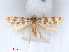  ( - RMNH.5010117)  @13 [ ] CreativeCommons - Attribution Non-Commercial Share-Alike (2014) Unspecified Naturalis, Biodiversity Centre