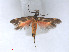  (Eretmocera bradleyi - RMNH.5010118)  @11 [ ] CreativeCommons - Attribution Non-Commercial Share-Alike (2014) Unspecified Naturalis, Biodiversity Centre