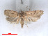  ( - RMNH.5010141)  @14 [ ] CreativeCommons - Attribution Non-Commercial Share-Alike (2014) Unspecified Naturalis, Biodiversity Centre