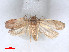  ( - RMNH.5010143)  @14 [ ] CreativeCommons - Attribution Non-Commercial Share-Alike (2014) Unspecified Naturalis, Biodiversity Centre