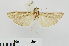  ( - RMNH.INS.538103)  @12 [ ] CreativeCommons - Attribution Non-Commercial Share-Alike (2012) Unspecified Naturalis, Biodiversity Centre