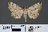  ( - RMNH.INS.14297)  @13 [ ] CreativeCommons - Attribution Non-Commercial Share-Alike (2012) Unspecified Naturalis, Biodiversity Centre