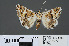  ( - RMNH.INS.14299)  @14 [ ] CreativeCommons - Attribution Non-Commercial Share-Alike (2012) Unspecified Naturalis, Biodiversity Centre