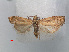  ( - RMNH.INS.537260)  @11 [ ] CreativeCommons - Attribution Non-Commercial Share-Alike (2012) Unspecified Naturalis, Biodiversity Centre