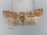  ( - RMNH.INS.537262)  @12 [ ] CreativeCommons - Attribution Non-Commercial Share-Alike (2012) Unspecified Naturalis, Biodiversity Centre