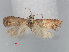  ( - RMNH.INS.537264)  @12 [ ] CreativeCommons - Attribution Non-Commercial Share-Alike (2012) Unspecified Naturalis, Biodiversity Centre