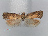  ( - RMNH.INS.537265)  @12 [ ] CreativeCommons - Attribution Non-Commercial Share-Alike (2012) Unspecified Naturalis, Biodiversity Centre
