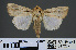  ( - RMNH.INS.537277)  @13 [ ] CreativeCommons - Attribution Non-Commercial Share-Alike (2012) Unspecified Naturalis, Biodiversity Centre
