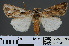  (Agrotis sardzeana - RMNH.INS.537281)  @14 [ ] CreativeCommons - Attribution Non-Commercial Share-Alike (2012) Unspecified Naturalis, Biodiversity Centre