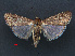  ( - RMNH.INS.537286)  @14 [ ] CreativeCommons - Attribution Non-Commercial Share-Alike (2012) Unspecified Naturalis, Biodiversity Centre