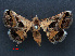  ( - RMNH.INS.537309)  @13 [ ] CreativeCommons - Attribution Non-Commercial Share-Alike (2012) Unspecified Naturalis, Biodiversity Centre