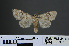  ( - RMNH.INS.537311)  @12 [ ] CreativeCommons - Attribution Non-Commercial Share-Alike (2012) Unspecified Naturalis, Biodiversity Centre