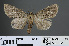  ( - RMNH.INS.537312)  @12 [ ] CreativeCommons - Attribution Non-Commercial Share-Alike (2012) Unspecified Naturalis, Biodiversity Centre
