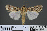  ( - RMNH.INS.537318)  @13 [ ] CreativeCommons - Attribution Non-Commercial Share-Alike (2012) Unspecified Naturalis, Biodiversity Centre