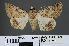  ( - RMNH.INS.537461)  @14 [ ] CreativeCommons - Attribution Non-Commercial Share-Alike (2012) Unspecified Naturalis, Biodiversity Centre