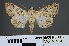  ( - RMNH.INS.537463)  @14 [ ] CreativeCommons - Attribution Non-Commercial Share-Alike (2012) Unspecified Naturalis, Biodiversity Centre