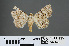  ( - RMNH.INS.537464)  @12 [ ] CreativeCommons - Attribution Non-Commercial Share-Alike (2012) Unspecified Naturalis, Biodiversity Centre