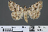  ( - RMNH.INS.537467)  @12 [ ] CreativeCommons - Attribution Non-Commercial Share-Alike (2012) Unspecified Naturalis, Biodiversity Centre