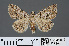  ( - RMNH.INS.537468)  @12 [ ] CreativeCommons - Attribution Non-Commercial Share-Alike (2012) Unspecified Naturalis, Biodiversity Centre