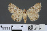  (Heteropalpia robusta - RMNH.INS.537469)  @12 [ ] CreativeCommons - Attribution Non-Commercial Share-Alike (2012) Unspecified Naturalis, Biodiversity Centre