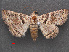  ( - RMNH.INS.537470)  @12 [ ] CreativeCommons - Attribution Non-Commercial Share-Alike (2012) Unspecified Naturalis, Biodiversity Centre