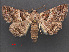  ( - RMNH.INS.537471)  @12 [ ] CreativeCommons - Attribution Non-Commercial Share-Alike (2012) Unspecified Naturalis, Biodiversity Centre