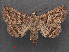  (Pericyma albidens - RMNH.INS.537472)  @13 [ ] CreativeCommons - Attribution Non-Commercial Share-Alike (2012) Unspecified Naturalis, Biodiversity Centre