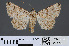  ( - RMNH.INS.537474)  @13 [ ] CreativeCommons - Attribution Non-Commercial Share-Alike (2012) Unspecified Naturalis, Biodiversity Centre