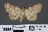  ( - RMNH.INS.537475)  @13 [ ] CreativeCommons - Attribution Non-Commercial Share-Alike (2012) Unspecified Naturalis, Biodiversity Centre