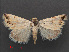  ( - RMNH.INS.537477)  @14 [ ] CreativeCommons - Attribution Non-Commercial Share-Alike (2012) Unspecified Naturalis, Biodiversity Centre