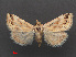  ( - RMNH.INS.537478)  @13 [ ] CreativeCommons - Attribution Non-Commercial Share-Alike (2012) Unspecified Naturalis, Biodiversity Centre