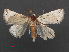  ( - RMNH.INS.537482)  @13 [ ] CreativeCommons - Attribution Non-Commercial Share-Alike (2012) Unspecified Naturalis, Biodiversity Centre