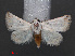  ( - RMNH.INS.537483)  @13 [ ] CreativeCommons - Attribution Non-Commercial Share-Alike (2012) Unspecified Naturalis, Biodiversity Centre