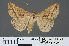  ( - RMNH.INS.537490)  @13 [ ] CreativeCommons - Attribution Non-Commercial Share-Alike (2012) Unspecified Naturalis, Biodiversity Centre