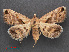  (Acantholipes circumdata - RMNH.INS.537493)  @14 [ ] CreativeCommons - Attribution Non-Commercial Share-Alike (2012) Unspecified Naturalis, Biodiversity Centre