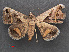 (Acantholipes sp. AAQ0223 - RMNH.INS.537494)  @13 [ ] CreativeCommons - Attribution Non-Commercial Share-Alike (2012) Unspecified Naturalis, Biodiversity Centre