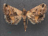  ( - RMNH.INS.537495)  @13 [ ] CreativeCommons - Attribution Non-Commercial Share-Alike (2012) Unspecified Naturalis, Biodiversity Centre