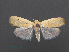  (Earias sp. ABV2117 - RMNH.INS.537501)  @13 [ ] CreativeCommons - Attribution Non-Commercial Share-Alike (2012) Unspecified Naturalis, Biodiversity Centre