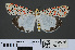  ( - RMNH.INS.537503)  @13 [ ] CreativeCommons - Attribution Non-Commercial Share-Alike (2012) Unspecified Naturalis, Biodiversity Centre