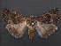  (Acrobyla - RMNH.INS.537521)  @13 [ ] CreativeCommons - Attribution Non-Commercial Share-Alike (2012) Unspecified Naturalis, Biodiversity Centre
