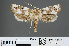  ( - RMNH.INS.537614)  @12 [ ] CreativeCommons - Attribution Non-Commercial Share-Alike (2012) Unspecified Naturalis, Biodiversity Centre
