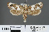 ( - RMNH.INS.537617)  @11 [ ] CreativeCommons - Attribution Non-Commercial Share-Alike (2012) Unspecified Naturalis, Biodiversity Centre