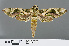  ( - RMNH.INS.537619)  @13 [ ] CreativeCommons - Attribution Non-Commercial Share-Alike (2012) Unspecified Naturalis, Biodiversity Centre